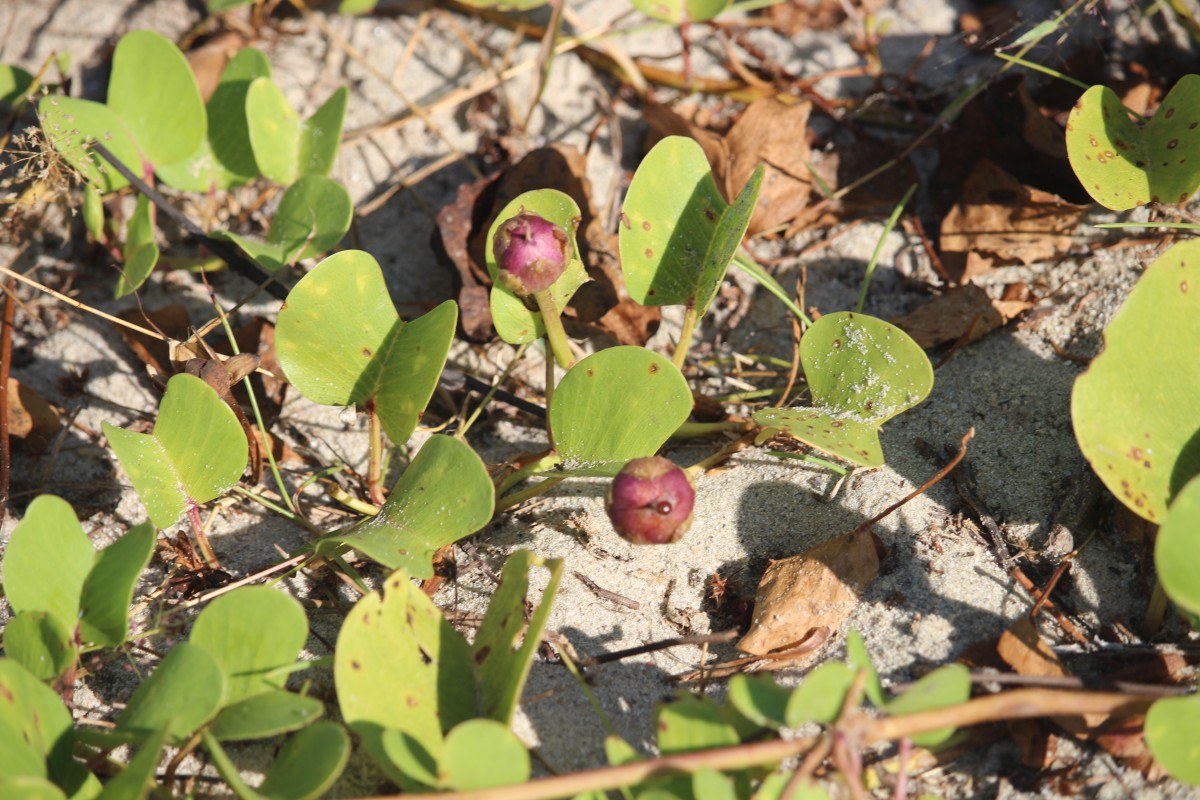 Ipomoea pes-caprae (L.) R.Br.